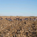 Field Image of the Avery Pro-Grade Specklebelly Silhouette Goose Decoys.