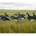 Canada Goose Silhouette 12 Pack