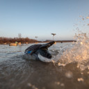 Outdoor splashing image of the Lucky Duck Agitator and Flicker Tail Duck Decoy.
