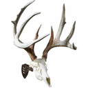 Image of the Skull Hooker Little Hooker.