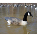 XS Swimmer Canada Goose Decoy