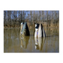 Higdon Magnum Mallard Drake Foam Filled Feeder Decoys 4 Pack Lifestyle Image