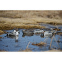 GHG Pro-Grade Pintails Decoys - 6 Pack Field Image
