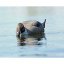 GHG Pro-Grade Pintails Decoys Drake Field Image