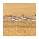 Field Image of the GHG Decoy Systems 3D Head Pro Grade Specklebelly Goose Windsock Harvester Pack.