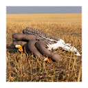 GHG Decoy Systems 3D Head Pro Grade Specklebelly Goose Windsock Harvester Pack in a pile image
