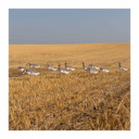 GHG Decoy Systems 3D Head Pro Grade Specklebelly Goose Windsock Harvester Pack far away image
