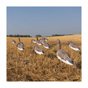 Back View Field Image of the GHG Decoy Systems 3D Head Pro Grade Specklebelly Goose Windsock Harvester Pack.