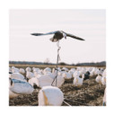 Clone Blue Goose Flapping Decoy