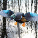 Elite Series Motorized Woody Duck Decoy