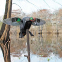 Mojo Outdoors Elite Series Green-Winged Teal Spinning Wing Duck Decoy Field Image.
