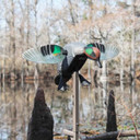 Mojo Outdoors Elite Series Green-Winged Teal Spinning Wing Duck Decoy Field Image.