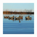 Pro-Grade Series Gadwall Duck Decoys - 6 Pack