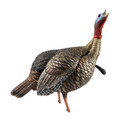 Avian-X HDR Jake Turkey Decoy Aggressive Head Image