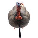 Live Jake Turkey Decoy with Flocked Back