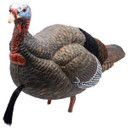 Live Jake Turkey Decoy with Flocked Back