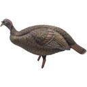 Live Breeder Hen Turkey Decoy