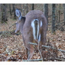 Montana Decoys Deer Rump Decoy Field Image