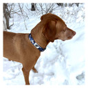 ROCT Cascade Dog Collar Lifestyle Image in Thunder Camo
