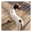 ROCT Cascade Dog Leash Laid Out Lifestyle Image in Life Is Better