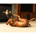 ROCT Wild Bison Lined Dog Toy Lifestyle Image