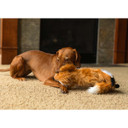 ROCT Lazy Fox Unstuffed Dog Toy Lifestyle Image