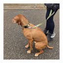 ROCT Trailhead Dog Leash with Padded Heel Handle Lifestyle Image in Blue