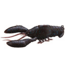Image of the Sleeper Craw in Scuppernong Blue