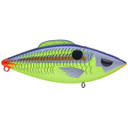 Head Hunter Fire Tail Rattler Parakeet