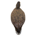 Final Approach HD Full Body Mallard Decoys 12 Pack Image