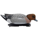 Final Approach Live Eurasian Floating Wigeon Duck Decoy Image