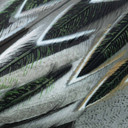 Final Approach HD Pintail Floating Duck Decoy really close up image