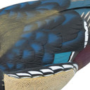 Feathers image of the HD Wood Ducks Floating Duck Decoys.