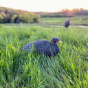 Bone Collector Lay Down Hen Turkey Decoy Field Image