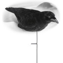 Lucky Duck Life-Size Crow Decoys Image