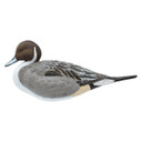 Final Approach HD Full Body Pintail Decoys Image