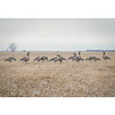 Field Image of the GHG Decoy Systems Pro Flex Full Body Goose Decoys.