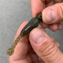 Great Lakes Finesse Flat Cat Soft Bait Size Image