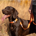 ROCT Trailhead Dog Leash with Padded Heel Handle on Dog Image in Orange