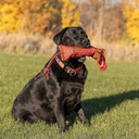 ROCT Hornady Dog Training Shotgun Shell Retriever Lifestyle Image