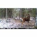 Spypoint Flex Dark Game Camera Lifestyle Image