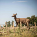 Dave Smith Decoys Standing Doe Whitetail Decoy In-the-Field Image