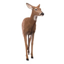 Dave Smith Decoys Standing Doe Whitetail Decoy Front Image