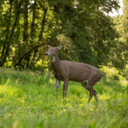 Dave Smith Decoys Standing Doe Whitetail Decoy In-the-Field Image