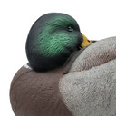 Final Approach HD Floating Mallard Sleeper Preener Close Up Drake Face Image