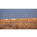 SilloSocks Rotary Machine 2-4 Arm Combo 2nd outdoor image