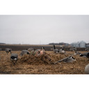 Beavertail Rampage Backpack Blind active image