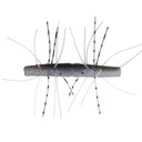 Z-Man Fuzzy TRD 2.75", 4 Pack image in Electric Shad