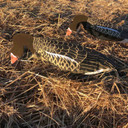 Specklebelly Goose Windsock Feeder Decoys Image