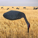 Sandhill Crane Feeder Decoy Image